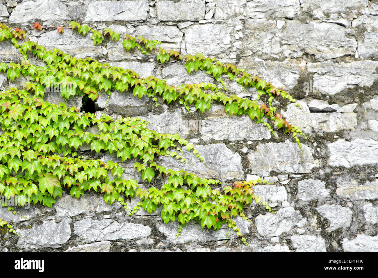 schöne grüne Efeu an alten Burg Steinmauer Stockfoto
