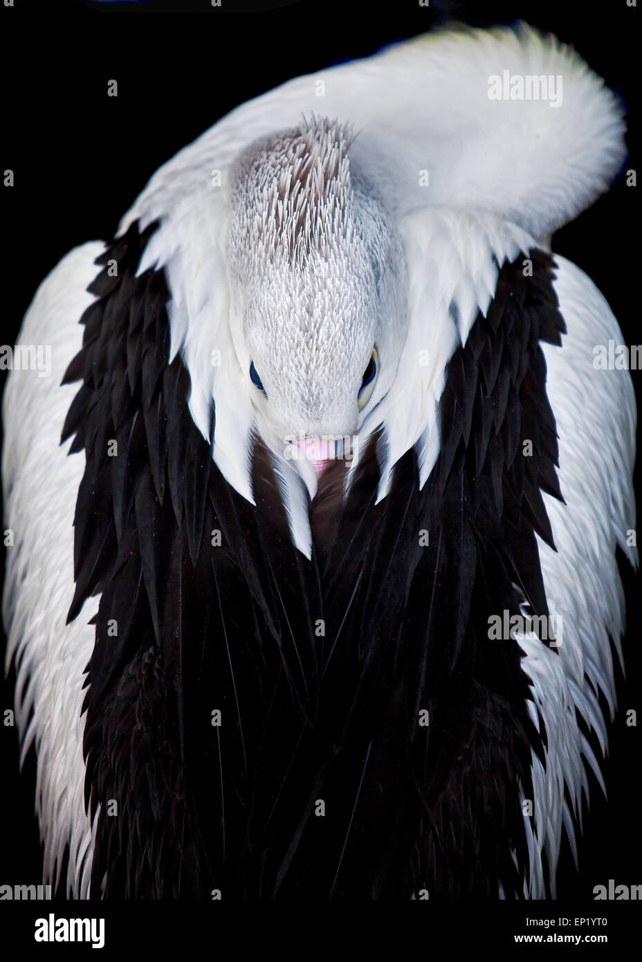 Tierische Porträt eines Vogels Pelikan Stockfoto