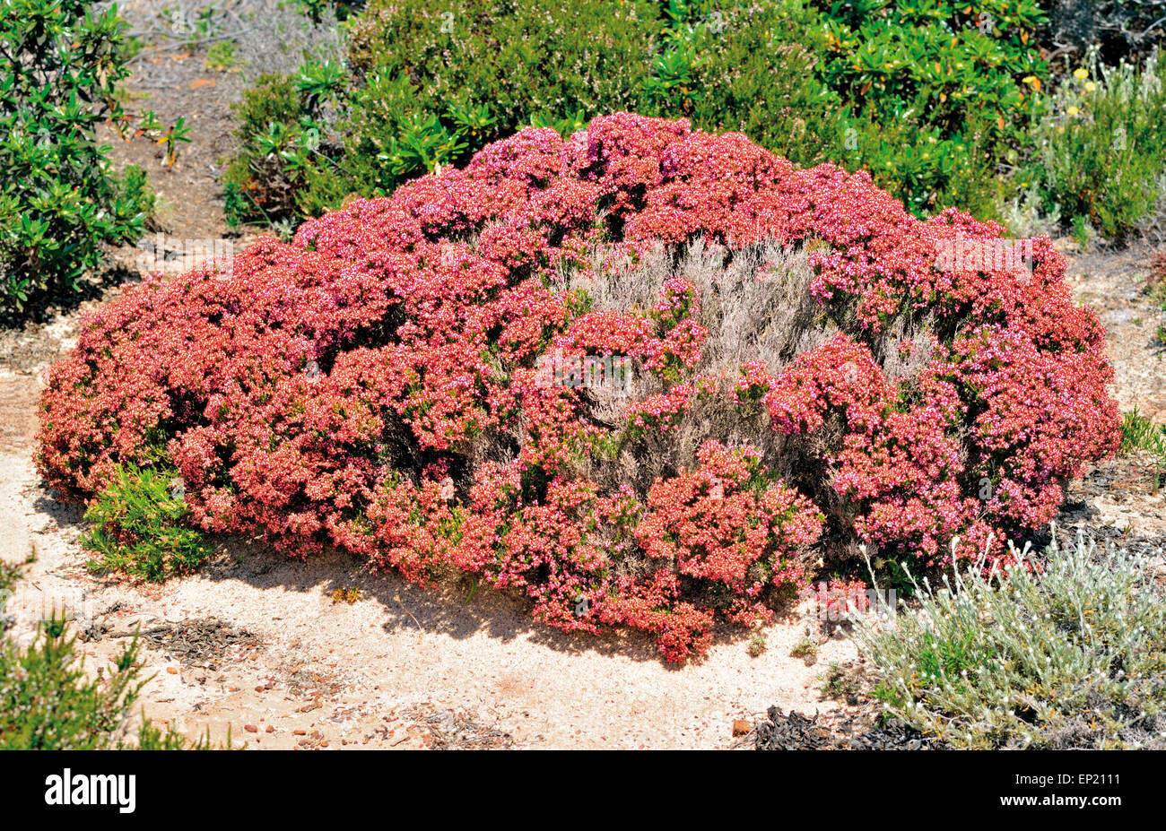 Portugal: Blühende Colluna Vulgaris im inneren Natur Park Costa Vicentina und südwestlich des Alentejo Stockfoto