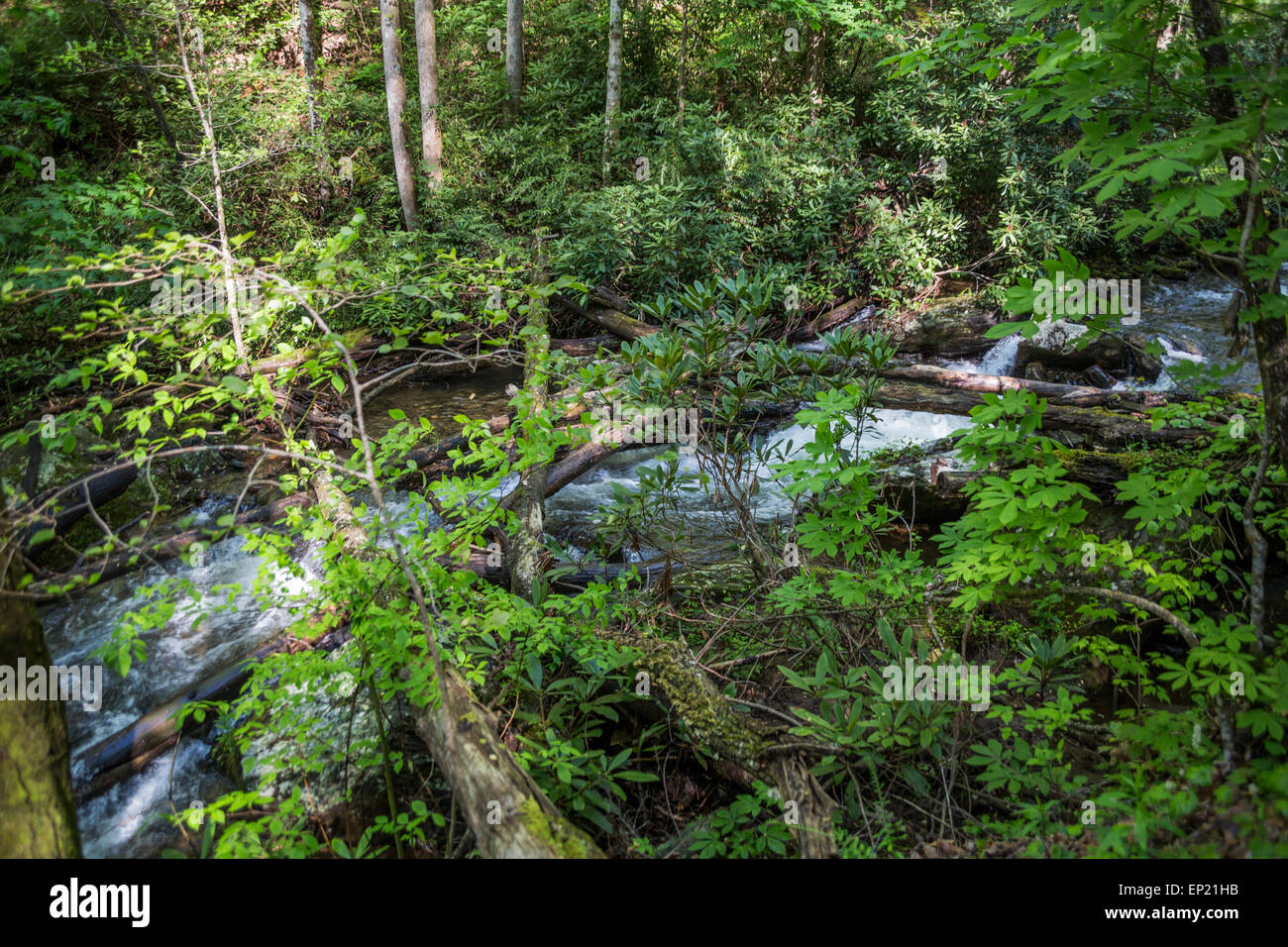 Smith Creek, Anna Ruby Falls Chattahoochee-Oconee National Forest, Georgia, USA Stockfoto