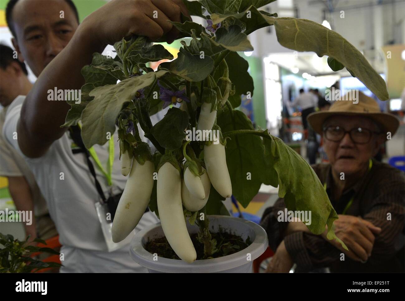 Peking, China. 13. Mai 2015. Ein Mitarbeiter eines High-Tech-landwirtschaftlichen Unternehmens zeigt Auberginen angebaut durch hohen Teachnology während der 18. China Beijing International High-Tech Expo in Peking, Hauptstadt von China, 13. Mai 2015. Die jährliche Technology Expo startete Mittwoch. © Gao Jianjun/Xinhua/Alamy Live-Nachrichten Stockfoto