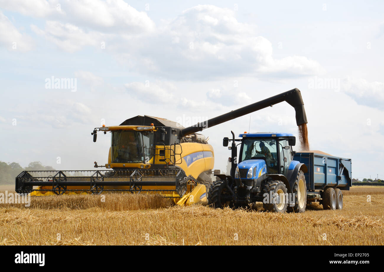 Mähdrescher mit Traktor und Anhänger sammeln Mais auf Fenland Bauernhof im südlichen Lincolnshire, England Stockfoto