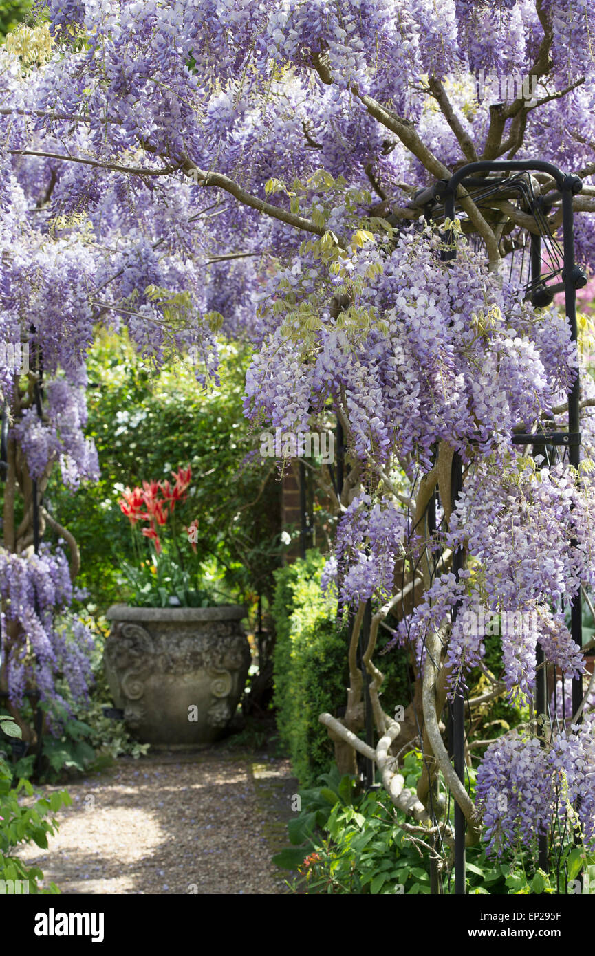 Wisteria Sinensis Bogen am RHS Wisley Grten, Surrey, England  Stockfotografie - Alamy