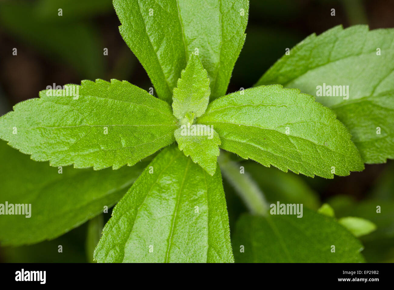 Sweet Leaf von Paraguay, Stevia, Stevie, Stewia, Süßkraut, Zuckerblatt, Stevia-Pflanze, Stevia Rebaudiana, Eupatorium rebaudianum Stockfoto