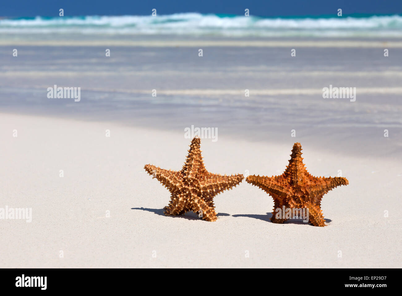 Zwei Seesterne am karibischen Sandstrand, Reisekonzept Stockfoto