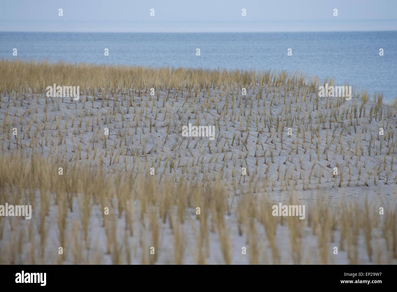 Küstenschutz, Ostsee, Strandhafer, Dünengebieten Grass, Dünenschutz, Küstenschutz, Strandhafer, Ammophila Arenaria, Ostsee Stockfoto