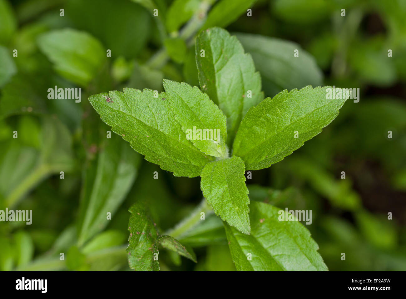 Sweet Leaf von Paraguay, Stevia, Stevie, Stewia, Süßkraut, Zuckerblatt, Stevia-Pflanze, Stevia Rebaudiana, Eupatorium rebaudianum Stockfoto