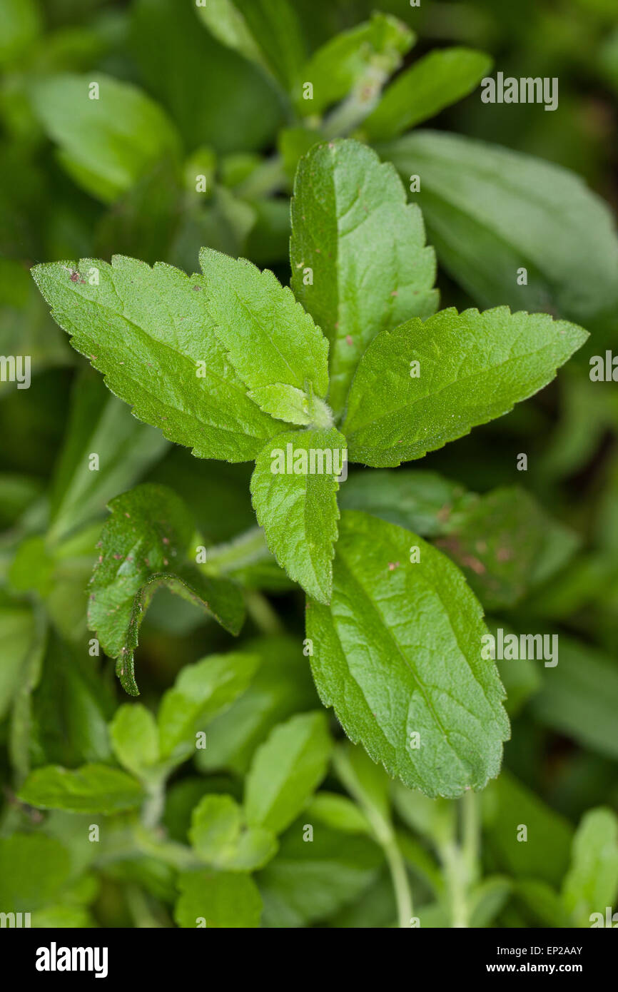 Sweet Leaf von Paraguay, Stevia, Stevie, Stewia, Süßkraut, Zuckerblatt, Stevia-Pflanze, Stevia Rebaudiana, Eupatorium rebaudianum Stockfoto