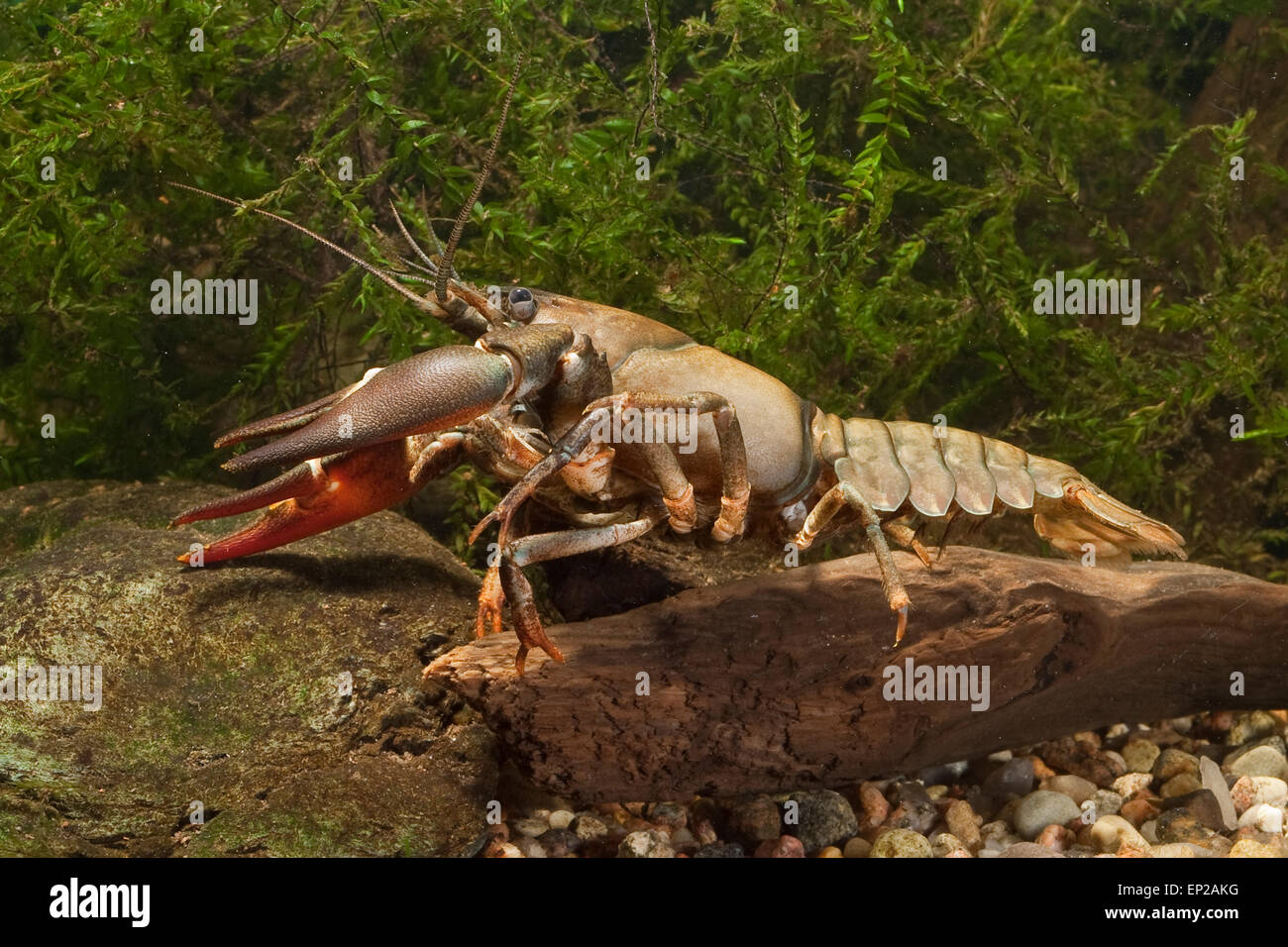 Krebse, Signalkrebs, Signal Signal-Krebs, Pacifastacus Leniusculus, Flusskrebs, Flusskrebse, Flußkrebs, Krebse, Astacidae Stockfoto