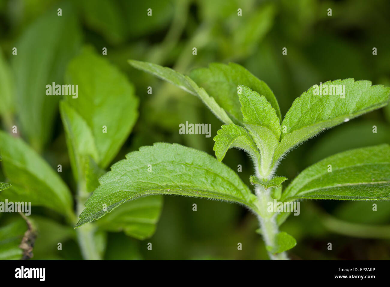 Sweet Leaf von Paraguay, Stevia, Stevie, Stewia, Süßkraut, Zuckerblatt, Stevia-Pflanze, Stevia Rebaudiana, Eupatorium rebaudianum Stockfoto