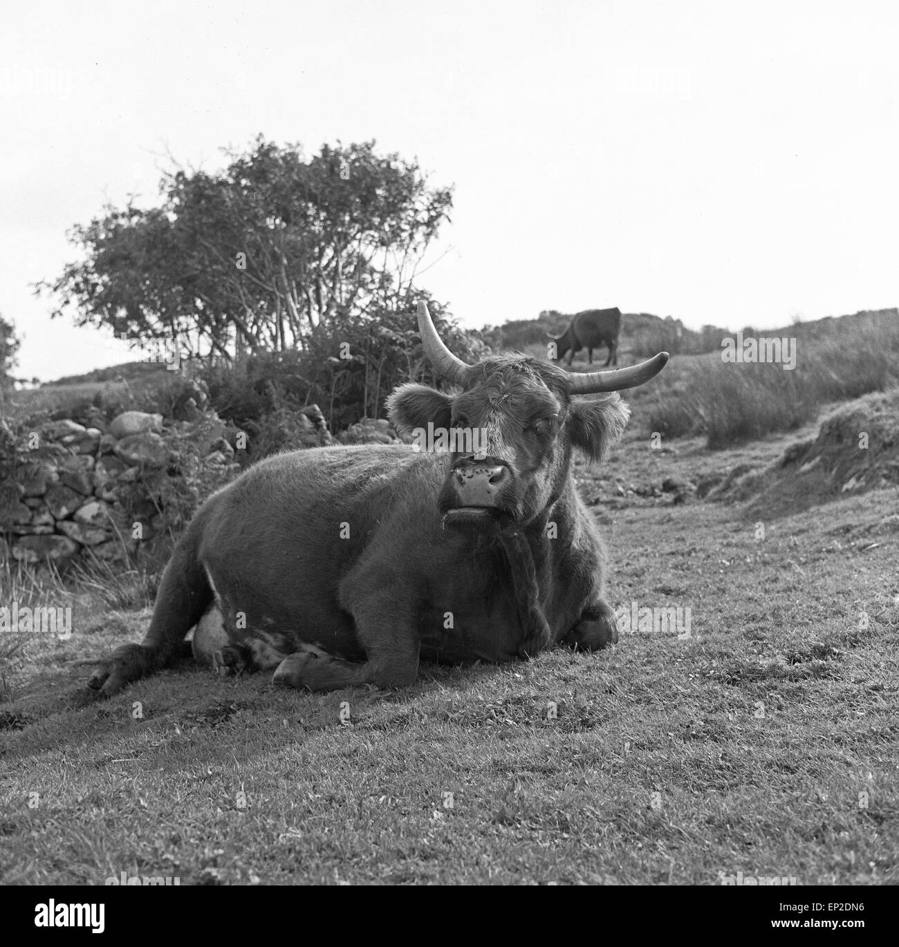 Eine Highland Kuh ruht auf einem Feld auf der Insel Soay, Inneren Hebriden. 18.09.1960. Stockfoto
