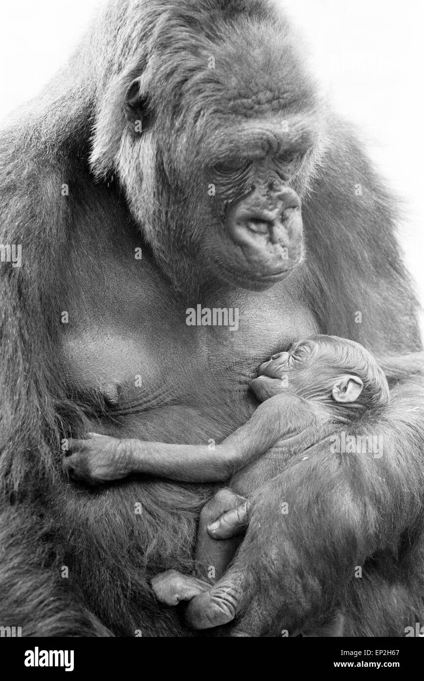 BABY DOLL Gorilla gebiert Baby KIBABU, Howley Park Zoo, abgebildete 31. Mai 1977. Stockfoto