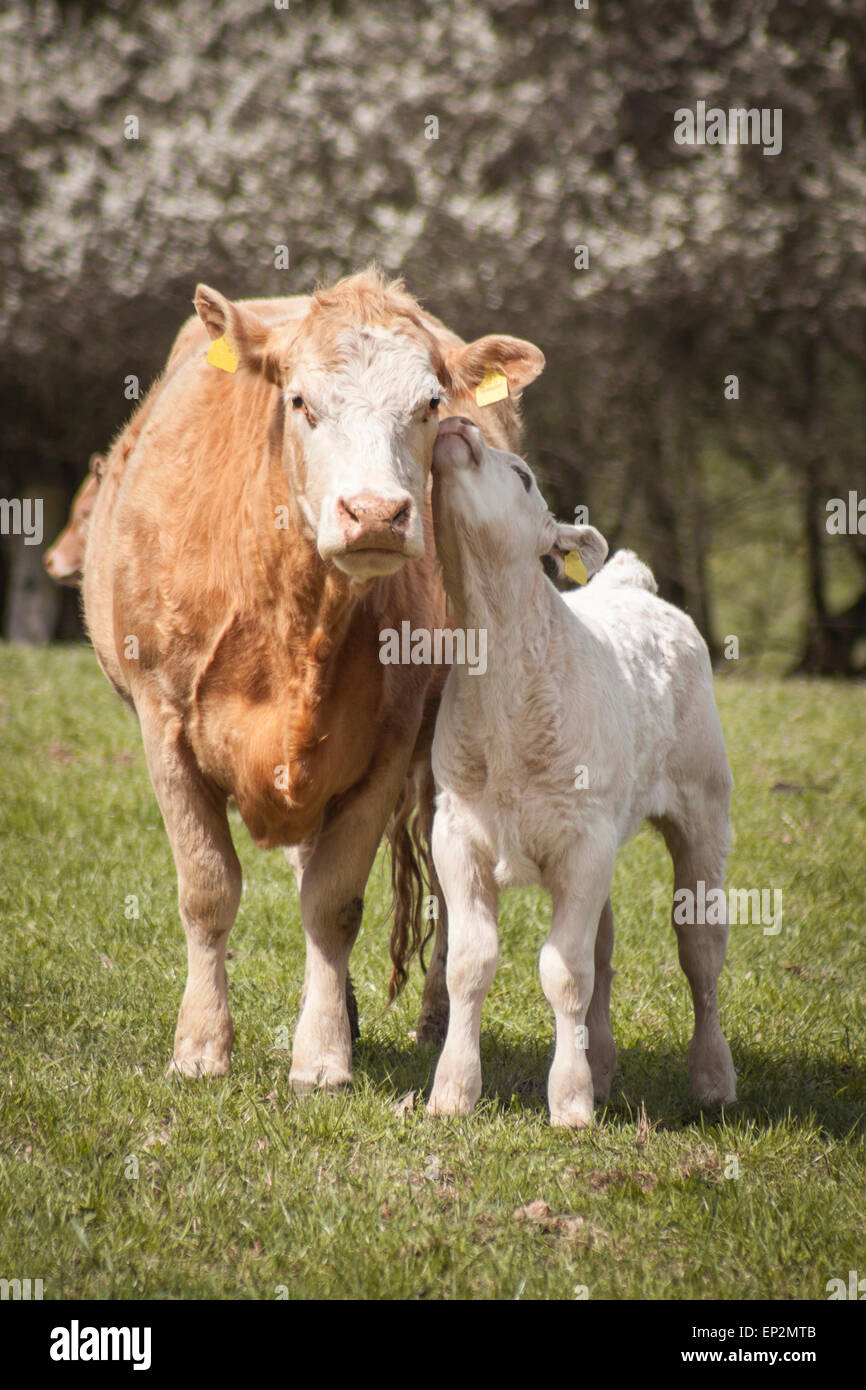 Deutschland, Kuh und Kalb auf einer Wiese Stockfoto