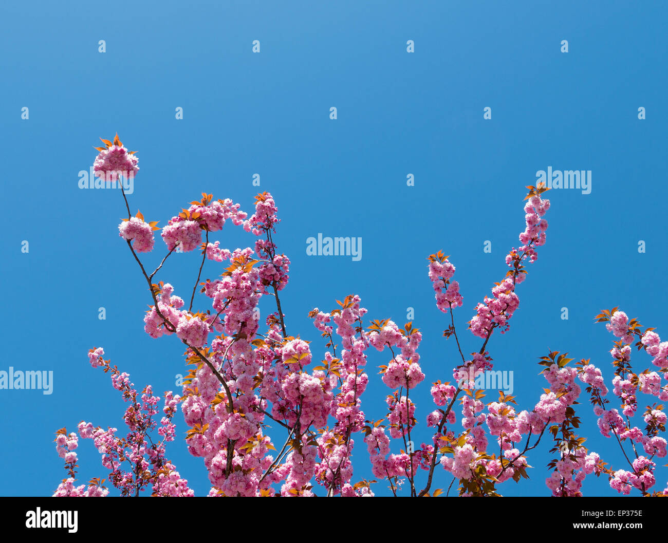 Frühling rosa Baum Blüte und blauer Himmel. Stockfoto