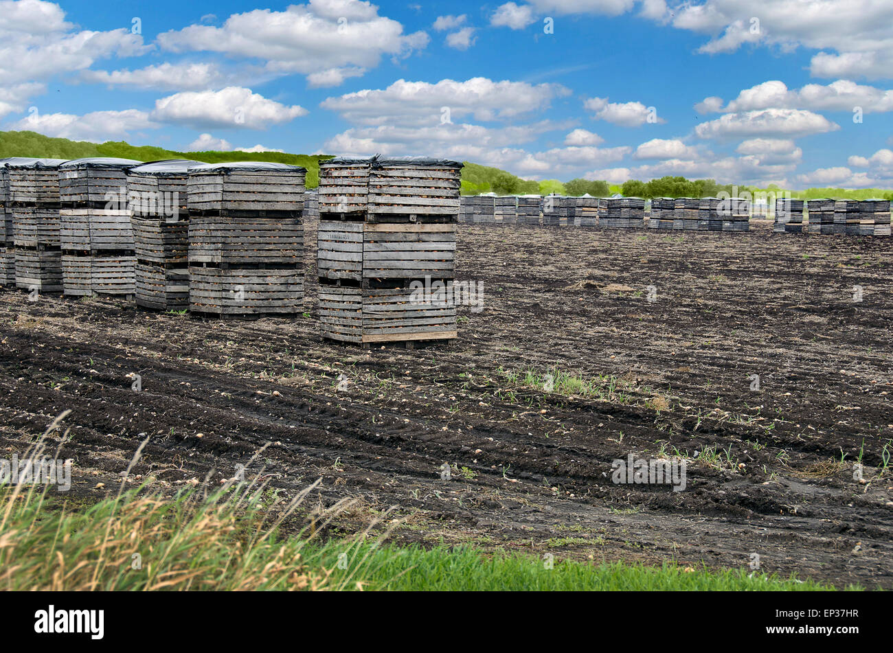 Hölzerne Zwiebel Kisten gestapelt in einem Feld in Michigan. Stockfoto