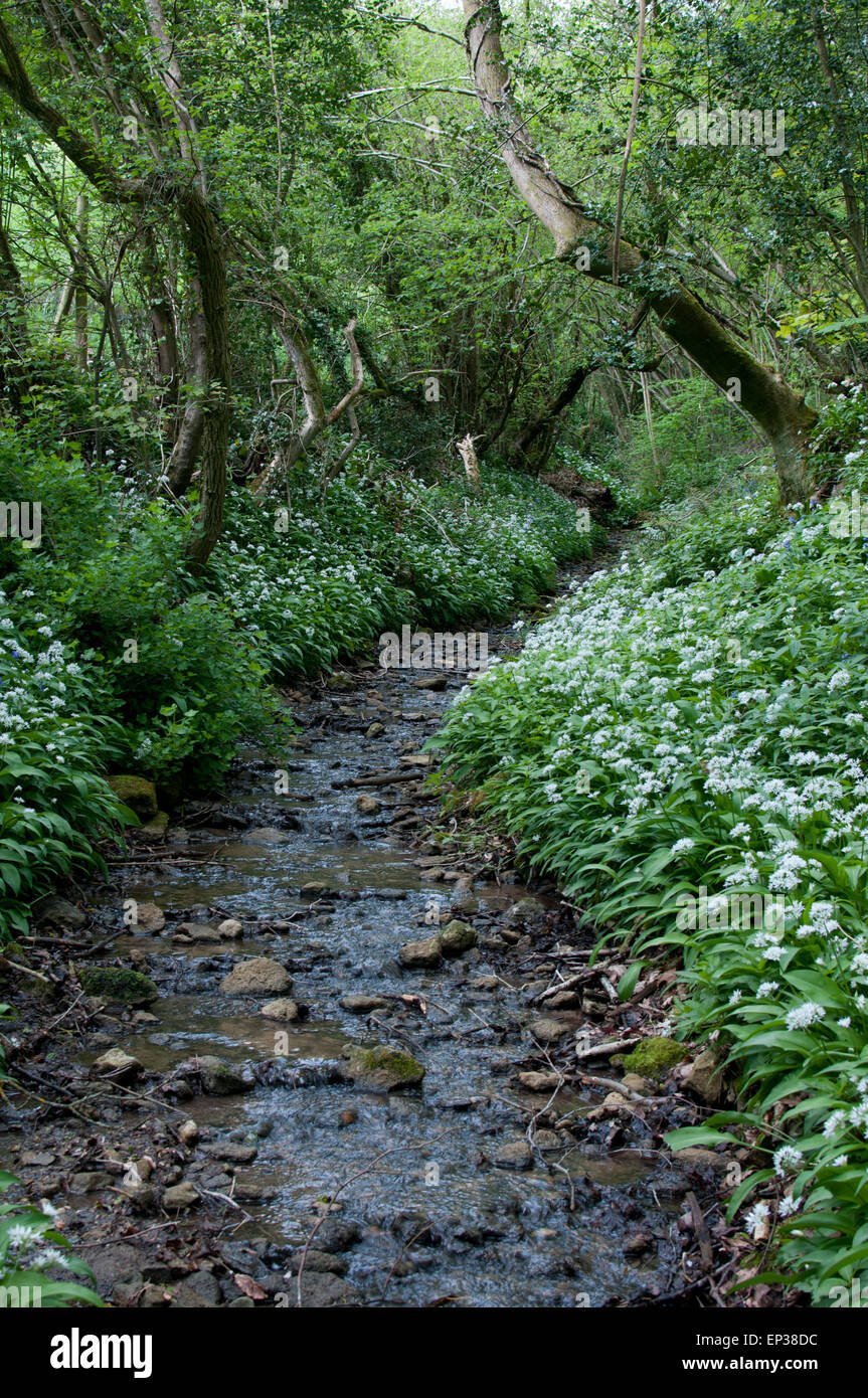 Wilder Knoblauch Blüte im Wald in Chalford Gloucestershire. Die langen grünen Blätter sind essbar und schmecken schwach von Knoblauch. Sie können in der Küche wie Schnittlauch verwendet werden. Er blüht immer am Ende des Frühlings. Stockfoto