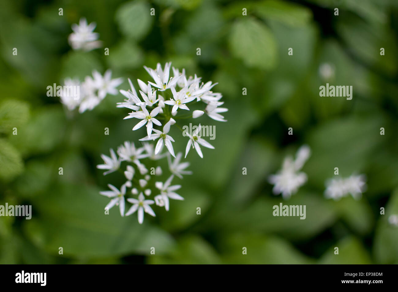 Wilder Knoblauch Blüte im Wald in Chalford Gloucestershire. Die langen grünen Blätter sind essbar und schmecken schwach von Knoblauch. Sie können in der Küche wie Schnittlauch verwendet werden. Er blüht immer am Ende des Frühlings. Stockfoto