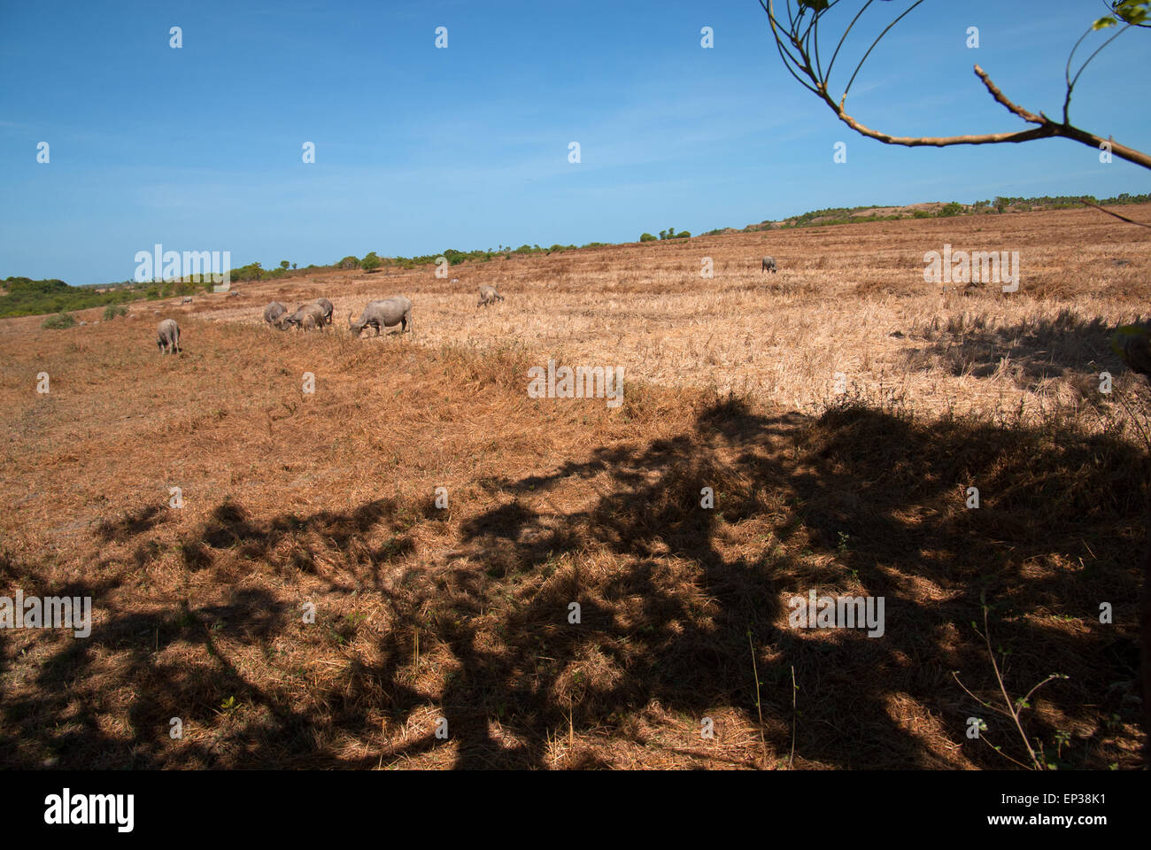 Wasserbüffel, die während der Trockenzeit auf einem trockenen Grasland weiden auf Rote Island, Rote Ndao, East Nusa Tenggara, Indonesien. Stockfoto