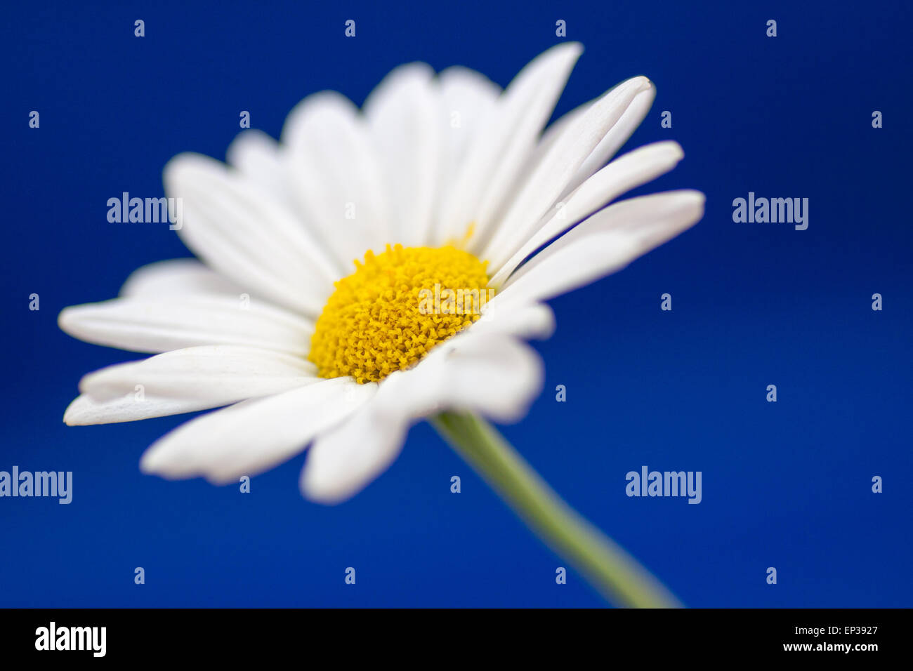 Single Marguerite Blume vor blauem Hintergrund Stockfoto