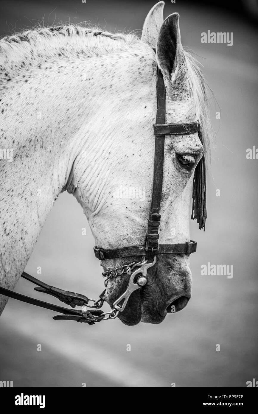 Pferdekopf auf schwarz und weiß Stockfoto