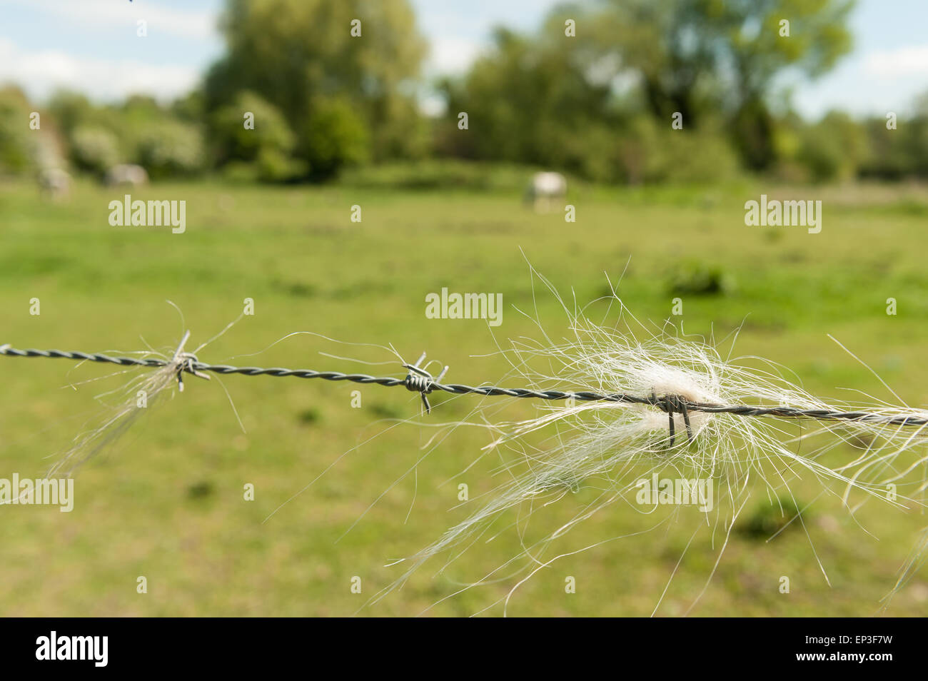 Eine abschreckende scharfe Stacheldrahtzaun auf Koppel Feld mit eingeschlossene Gefangenen Kurs Pferd und Pony Mähne Haaren Stockfoto