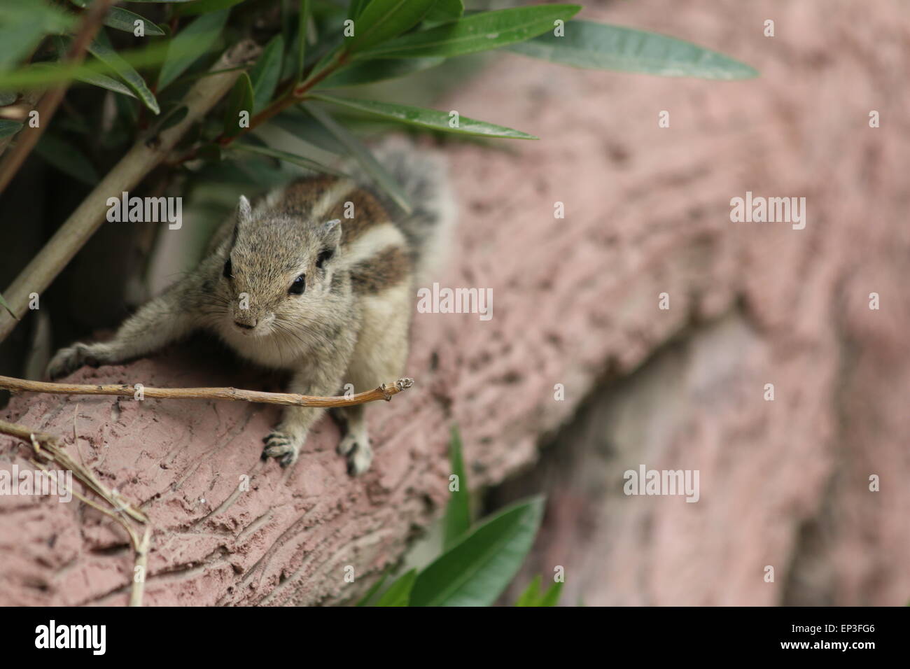 Im Auge behalten... Stockfoto