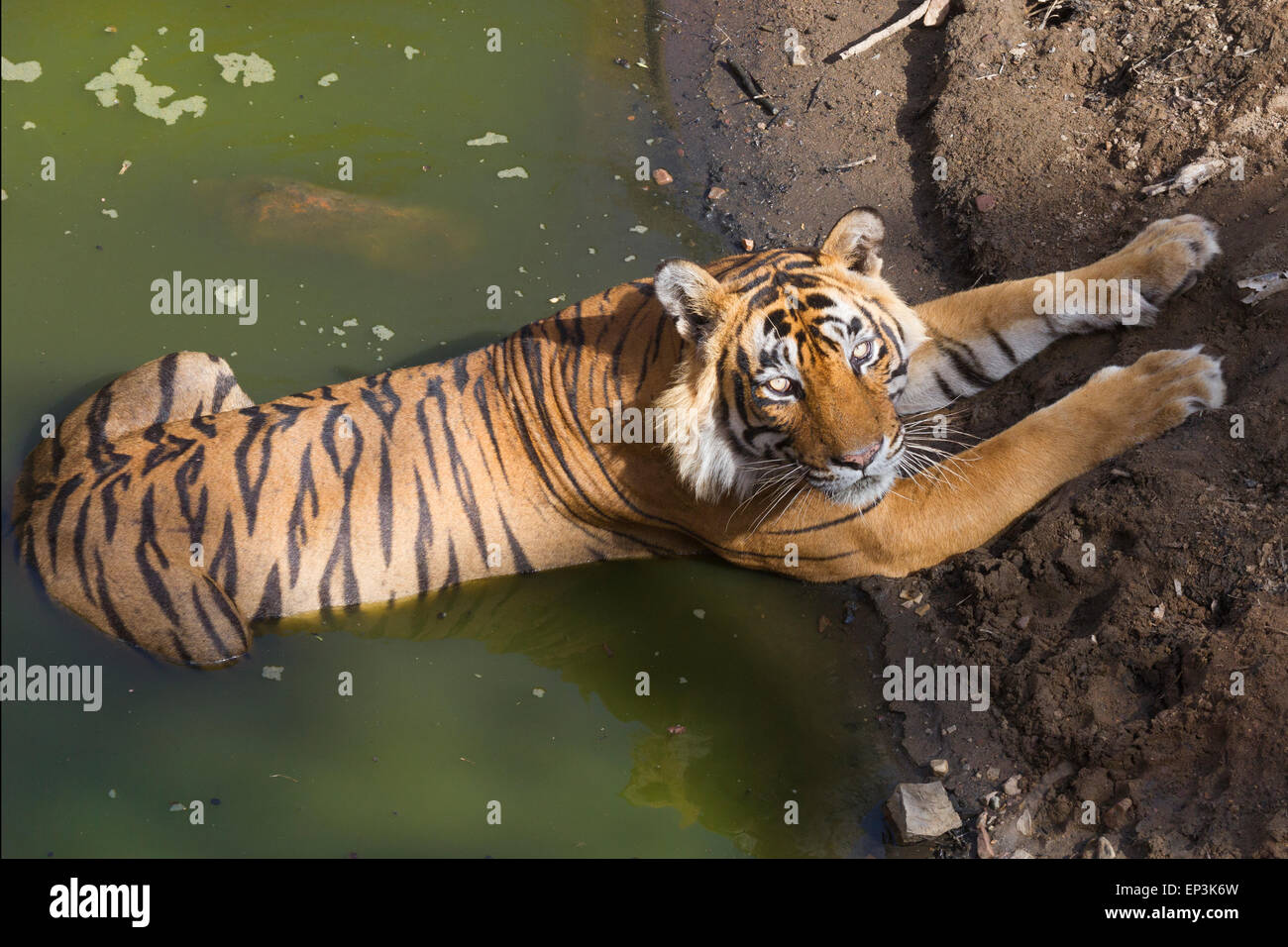 Royal Bengal Tiger oder Panthera tigris Tigris entspannen auf ein Gewässer an Rahthambhore Nationalpark Rajasthan Indien Stockfoto