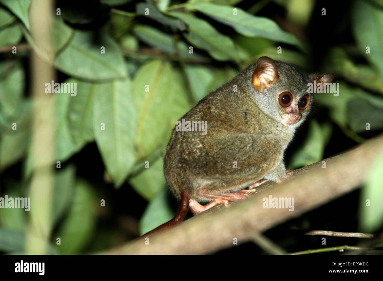 Sangihe Island, Nord-Sulawesi, Indonesien. 8. Mai 2015. SANGIHE-ISLAND, Indonesien - Mai 10: Tarsius Sangirensis auf Baum im Sangihe Island am 8. Mai 2015 in Nord-Sulawesi, Indonesien. Der Sangihe-Koboldmaki (Tarsius Sangirensis), auch bekannt als Insel der Sangihe-Koboldmaki, ist ein kleiner Primat Sangir Insel, die befindet sich etwa 200 Kilometer Nord-östlich von der Insel Sulawesi in Indonesien. Im Jahr 2008 wurde eine Bevölkerung von der Sangihe-Koboldmaki als eigenständige Art, die Insel Siau-Koboldmaki (Tarsius Tumpara) abgespalten © Sijori Bilder/ZUMA Draht/Alamy Live News Stockfoto