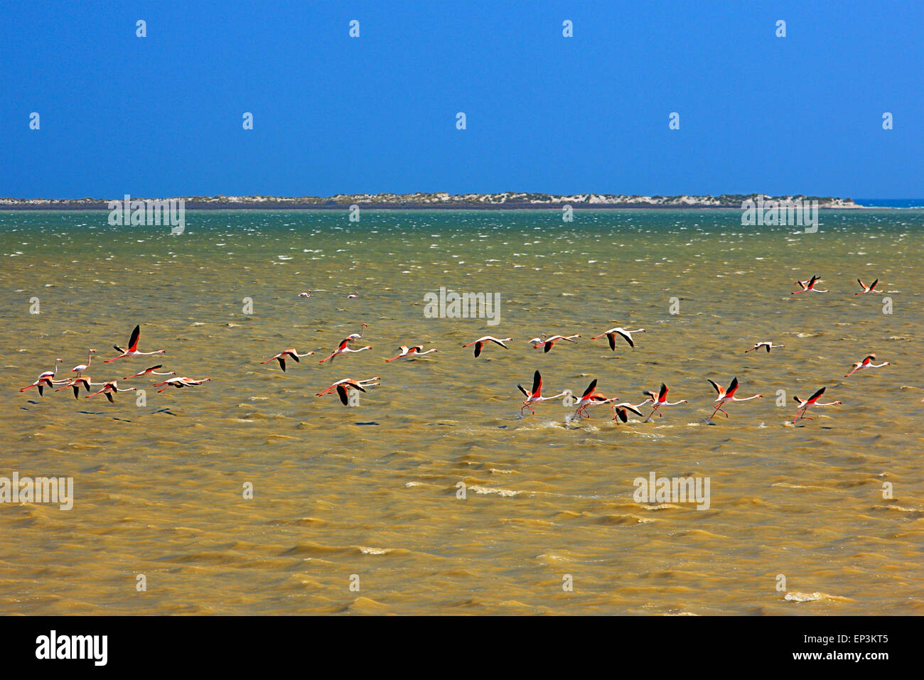 Flamingos in Alykes Lagune, Lemnos (Limnos) Insel Nord Ägäis, Griechenland. Stockfoto