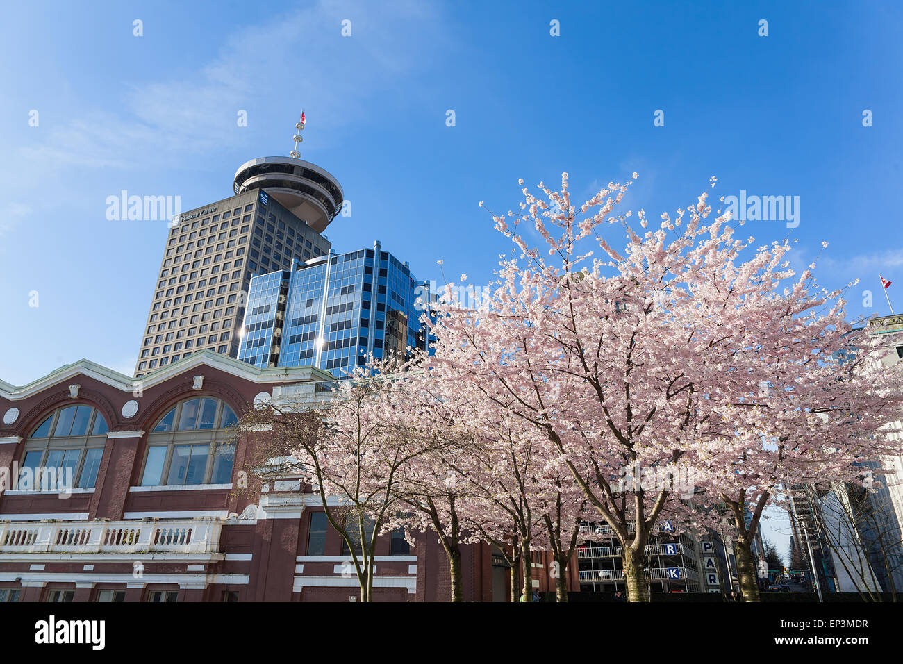 VANCOUVER, Britisch-Kolumbien - 16. März 2015: Cherry Blossom Bäume blühen im Frühling in Vancouver BC Innenstadt. Vancouver BC Stockfoto
