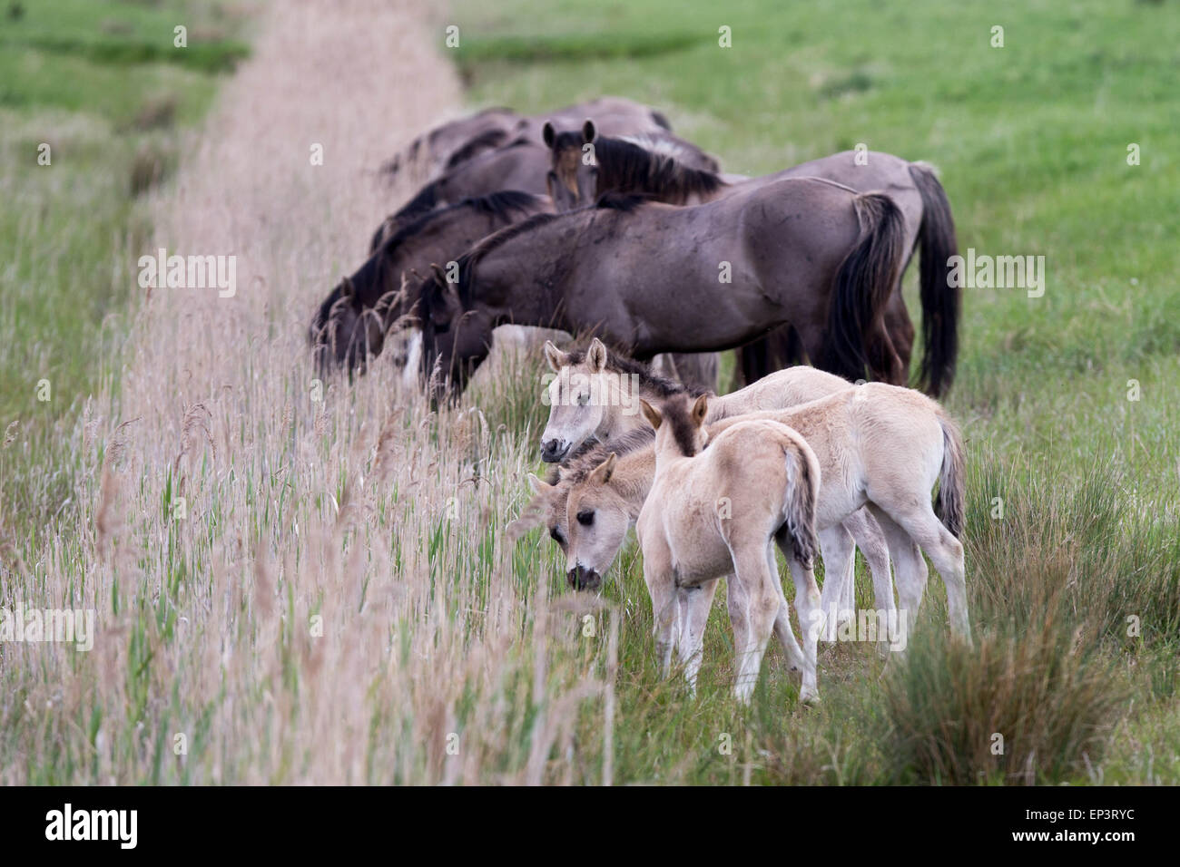 Die wilde Herde von Konik-Pferden bei Wicken Fen in der Nähe von Cambridge Stockfoto
