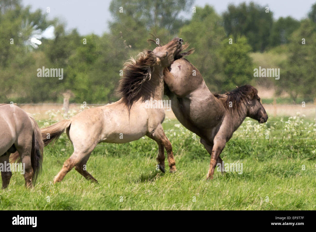 Die wilde Herde von Konik-Pferden bei Wicken Fen in der Nähe von Cambridge Stockfoto