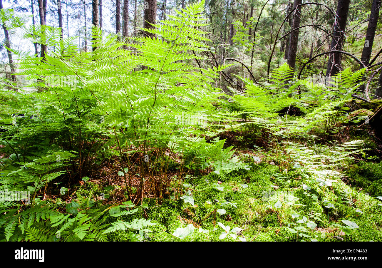 Alpine Buckler Farn (Dryopteris Expansa) Stockfoto