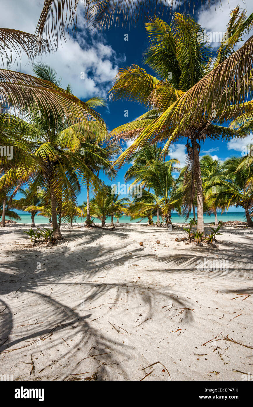 Palmen am Strand, Punta Xochen in der Nähe von Champoton über der Bucht von Campeche, Golf von Mexico, Bundesstaat Campeche, Mexiko Stockfoto