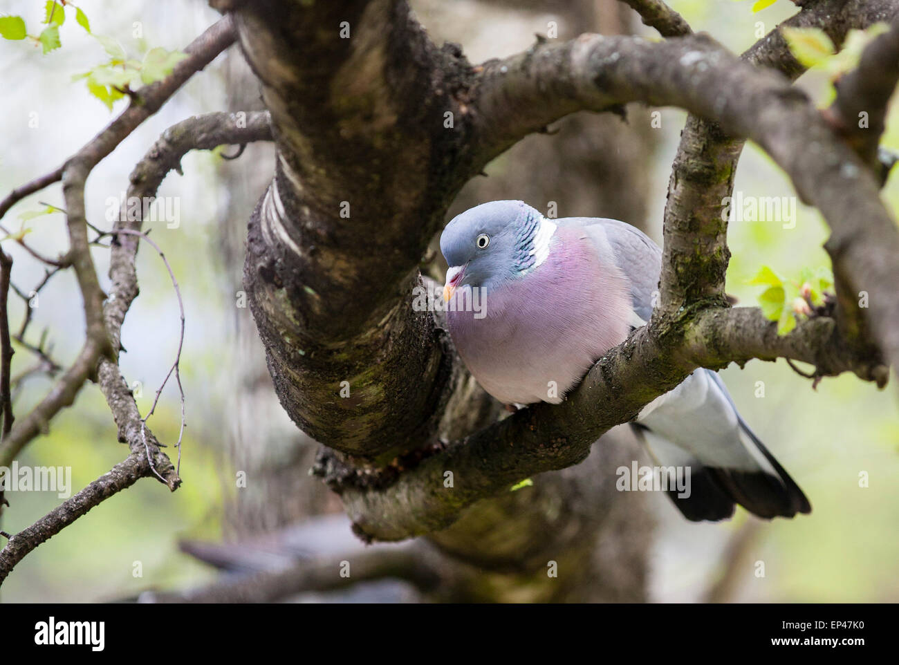 Gemeinsamen Ringeltaube (Columba Palumbus) Stockfoto