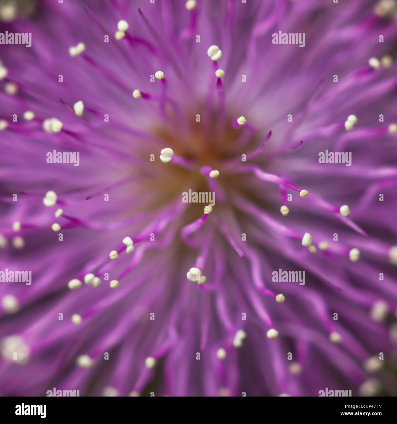 Nahaufnahme der Staubblätter im Zentrum einer lila Blume Stockfoto