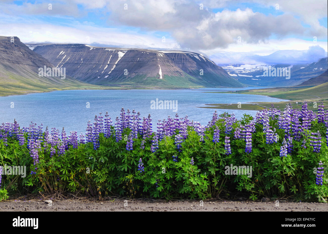 Dyrafjord, Westfjorde, Island Stockfoto