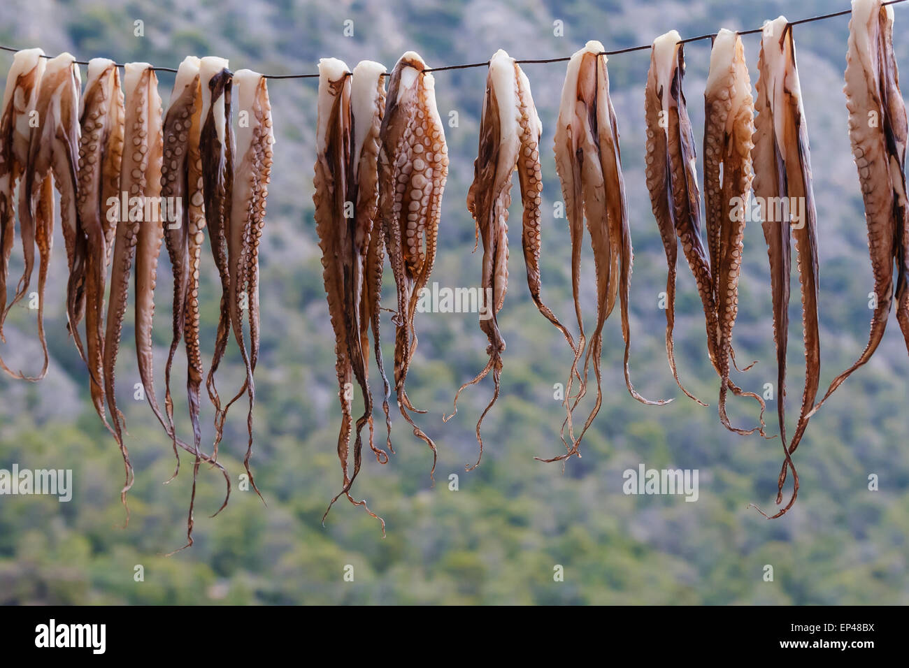 Tintenfisch Tentakeln hängen zum Trocknen vor dem Grillen auf einem natürlichen Hintergrund in Griechenland Stockfoto