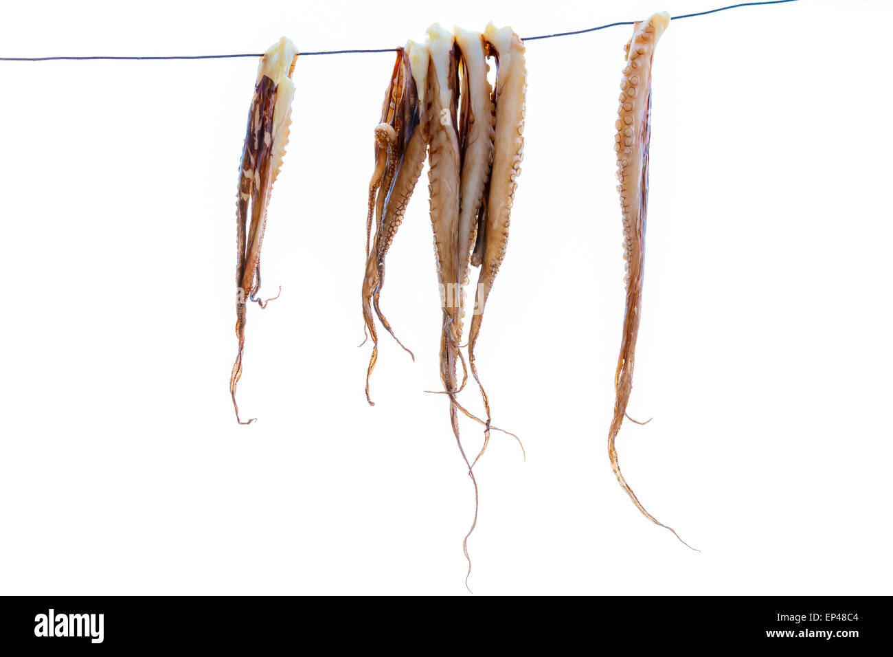 Isolierte Tintenfisch Tentakeln hängen zum Trocknen vor dem Grillen Stockfoto