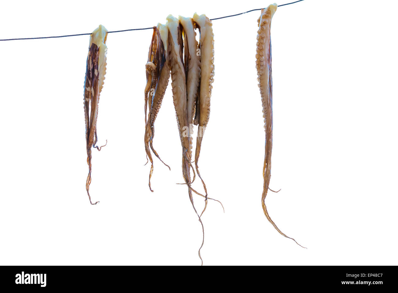 Isolierte Tintenfisch Tentakeln hängen zum Trocknen vor dem Grillen Stockfoto