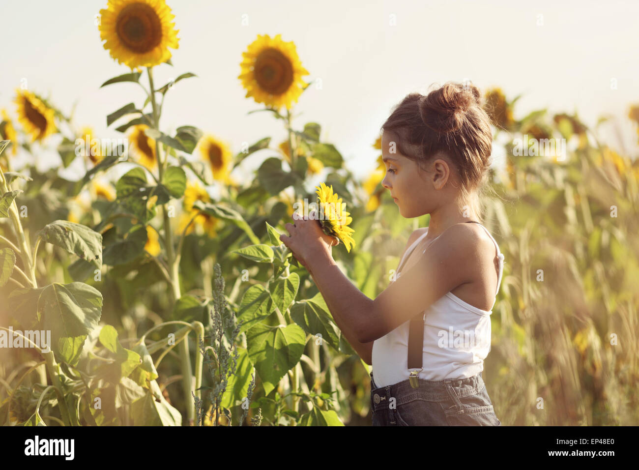 Mädchen in einem Feld von Sonnenblumen Stockfoto