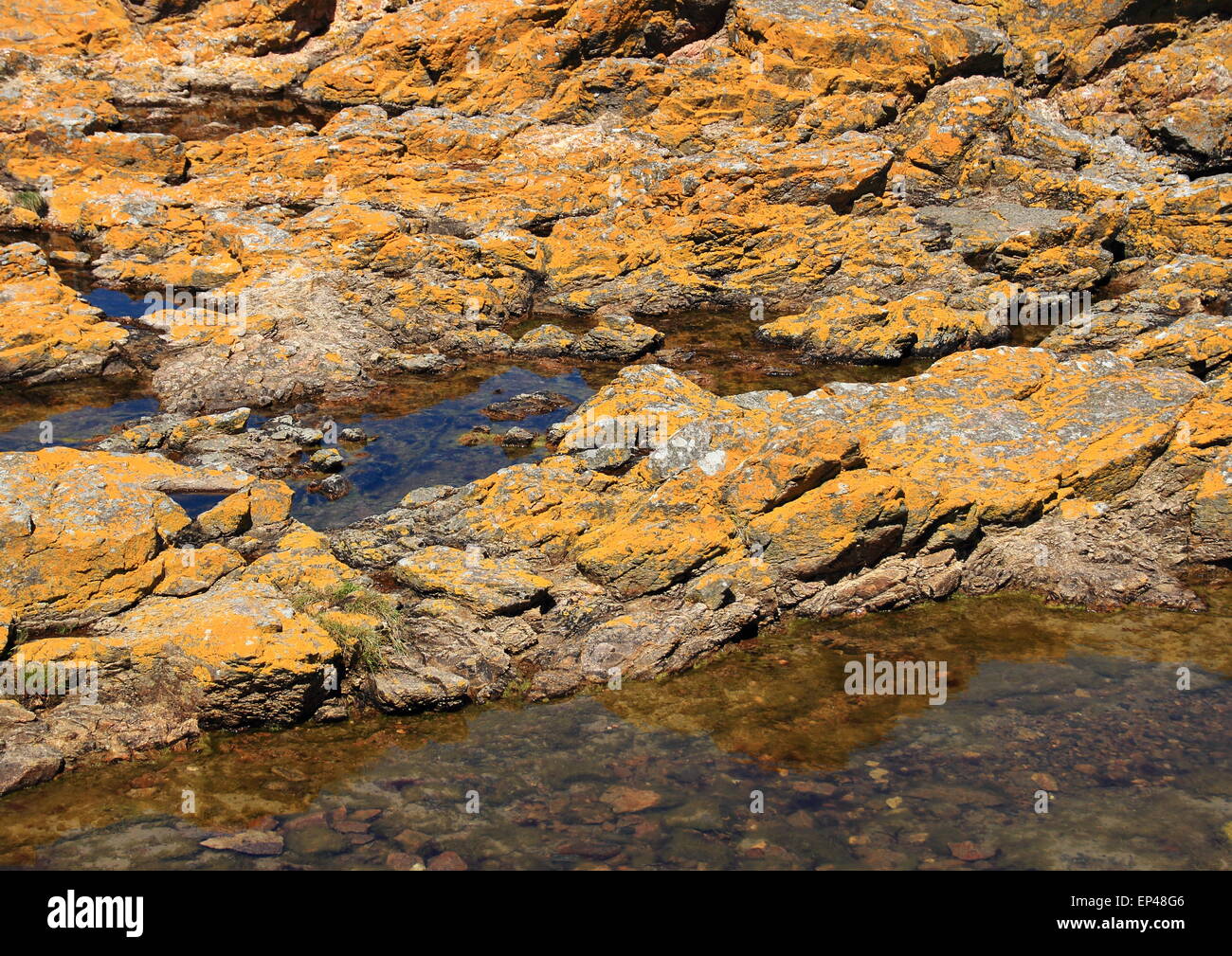 Gelbe Algen auf Felsen am Meer Stockfoto