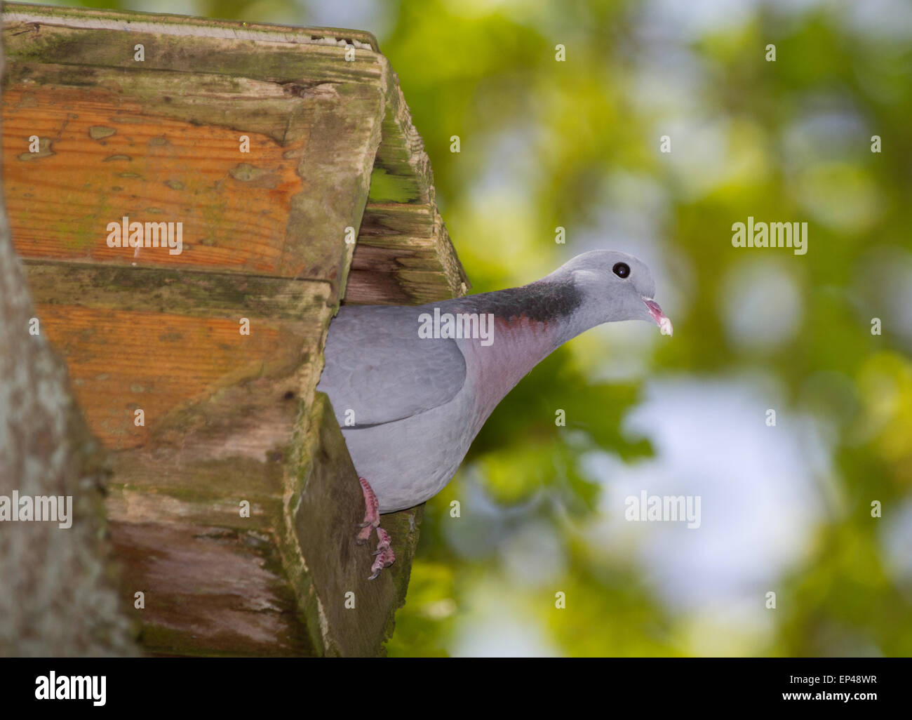 Eine Hohltaube (Columba Oenas) in einen Nistkasten für eine Eule gedacht. Stockfoto