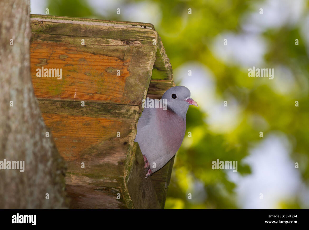 Eine Hohltaube (Columba Oenas) in einen Nistkasten für eine Eule gedacht  Stockfotografie - Alamy