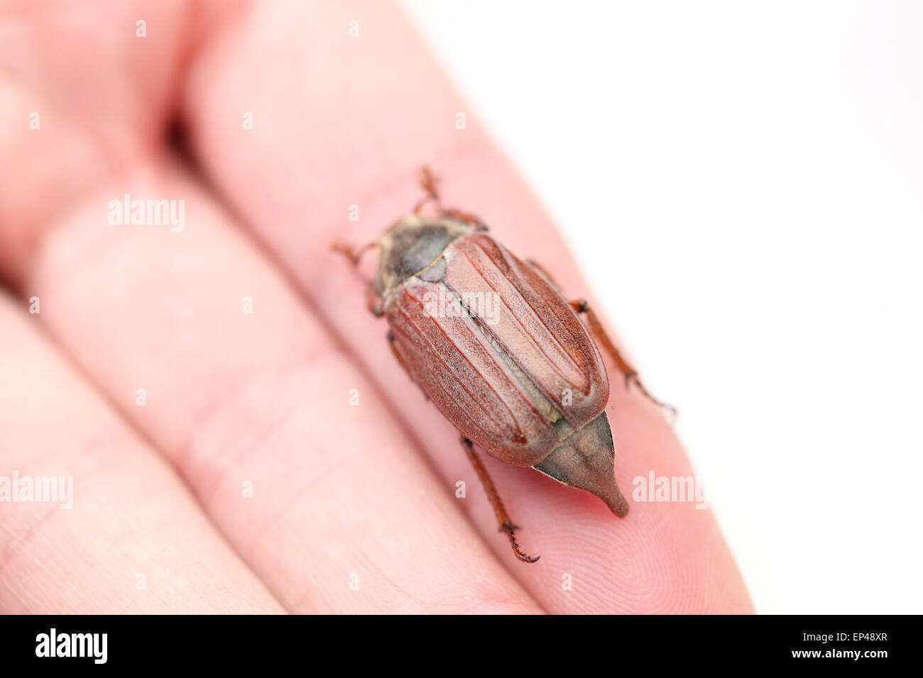 Auf einem Foto Chafer isoliert auf weiss Stockfoto