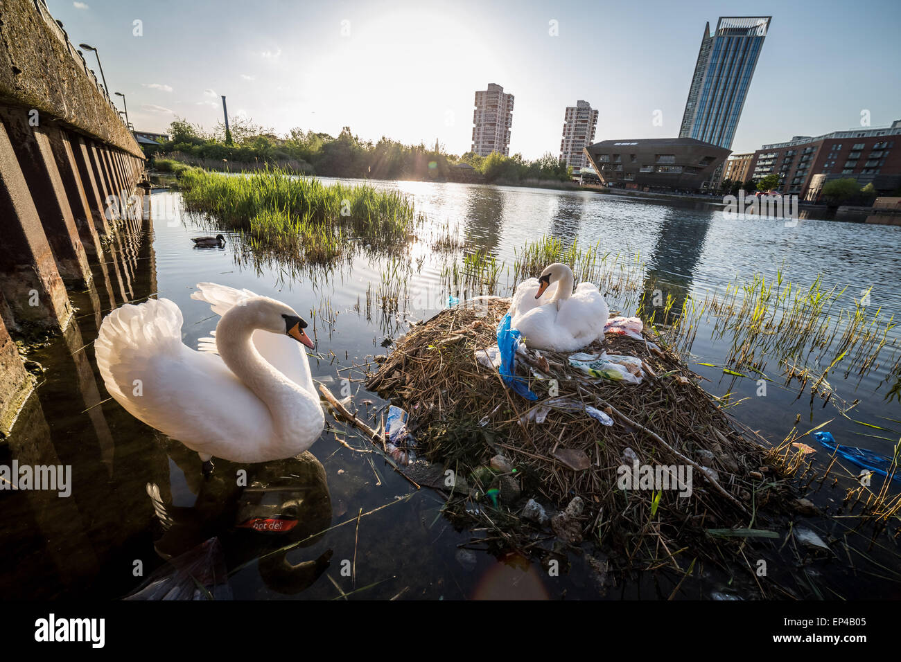 London, UK. 13. Mai 2015. Nisten Schwäne auf Kanada Wasser Teich Kredit: Guy Corbishley/Alamy Live-Nachrichten Stockfoto