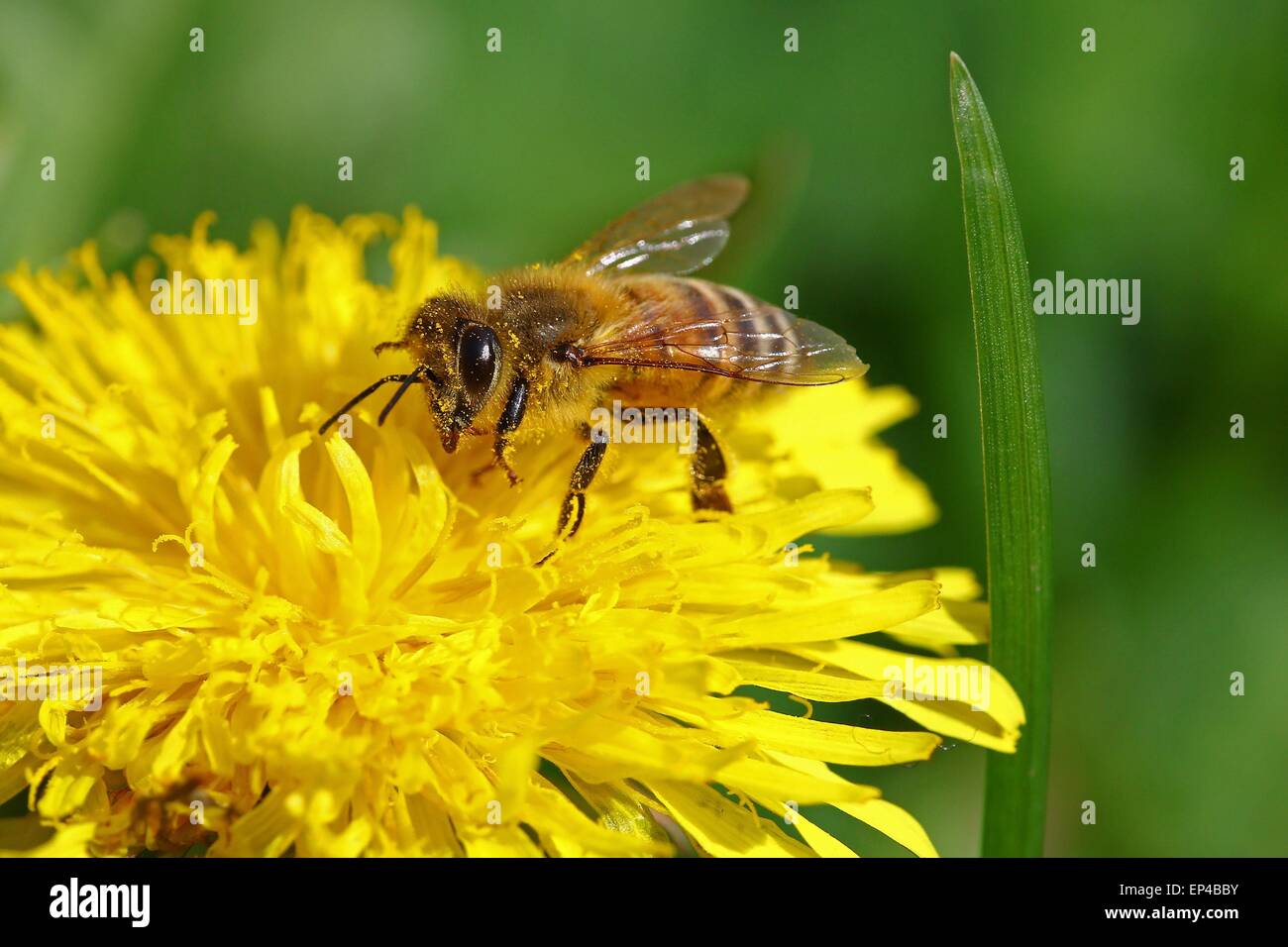 Honigbiene, die durch eine gelbe Blume Stockfoto