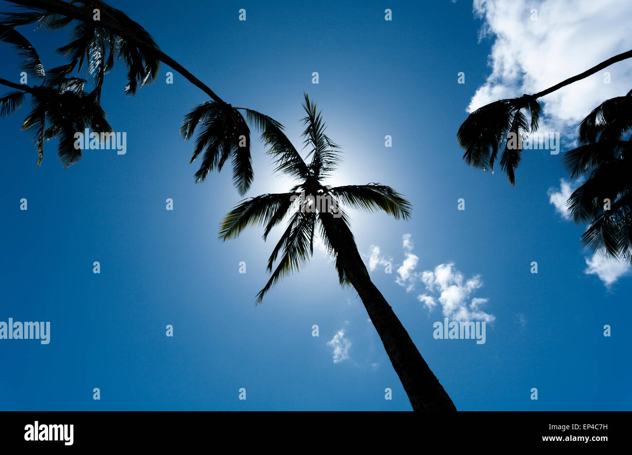 Hawaii, USA. 12. Mai 2015. Hawaiian Kokosnuss-Palmen gegen einen blauen Himmel und weiße Wolken. Stockfoto