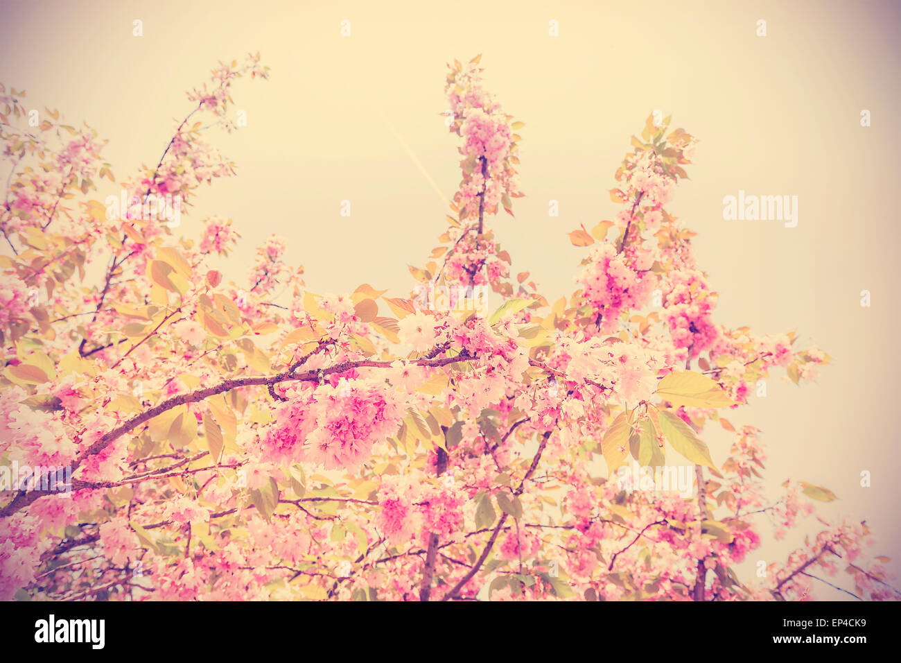 Vintage getönten Bild eines Baumes in Blüte, Natur Hintergrund. Stockfoto