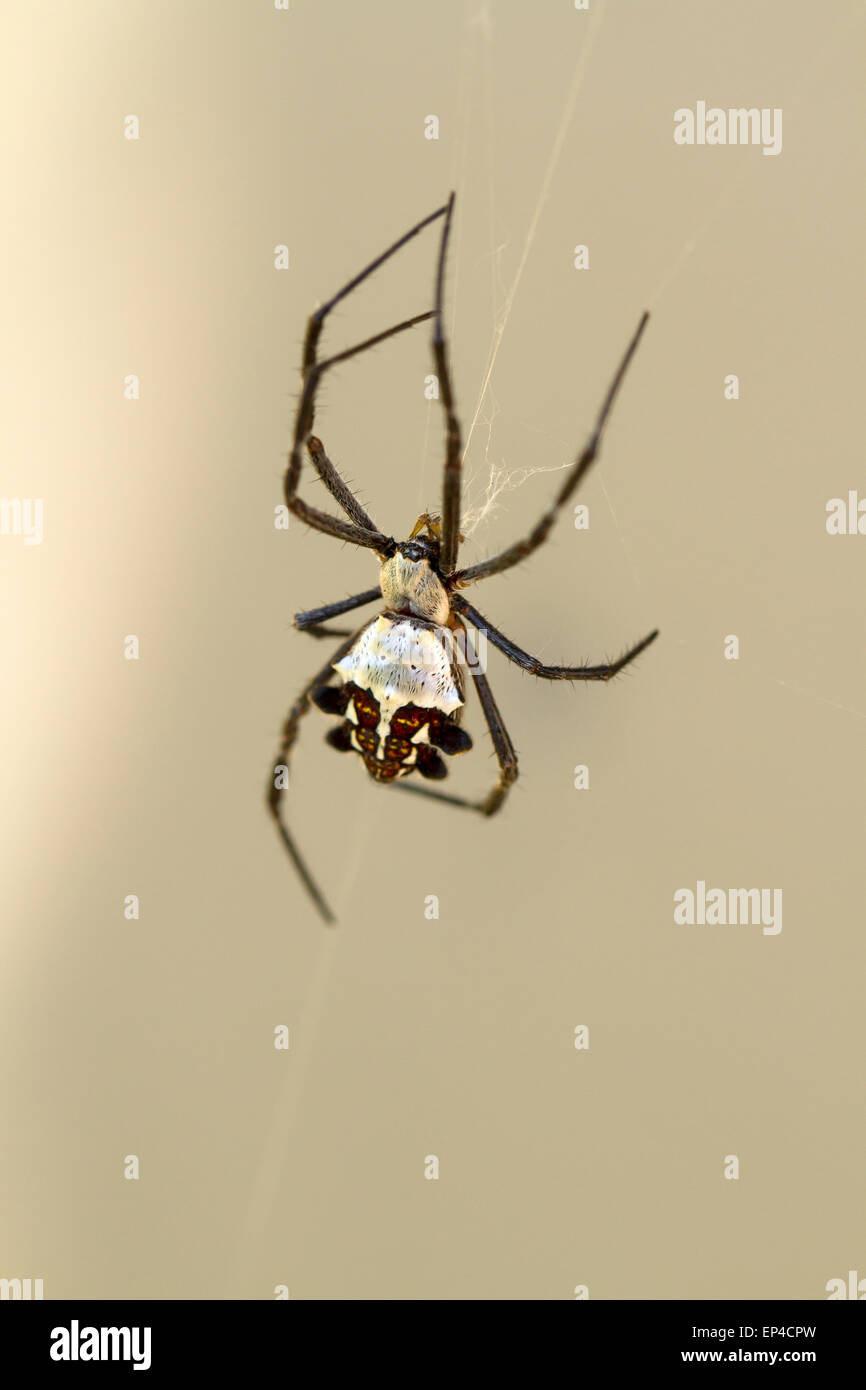 Silber-Backed Spinne im Netz warten auf Insekten gefangen werden Stockfoto